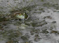 Frog in mud.jpg (145351 bytes)