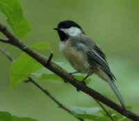Black Capped Chickadee.jpg (42569 bytes)