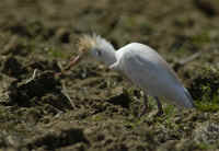 Cattle Egret.jpg (156370 bytes)