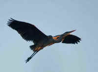 Dawn Heron.jpg (99626 bytes)