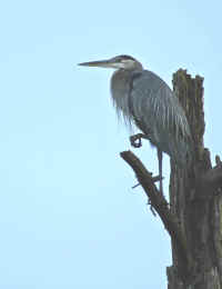 Heron In Tree 2.jpg (141890 bytes)