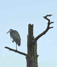 Heron On Tree.jpg (141679 bytes)