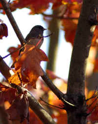 Junco.jpg (80804 bytes)