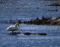 Mute Swan In Blue Water.jpg (912289 bytes)