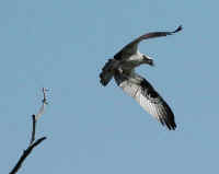 Osprey_Taking_Off.jpg (95593 bytes)
