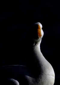 Sidelit Goose.jpg (130468 bytes)