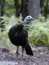 Wild Turkey.jpg (224697 bytes)