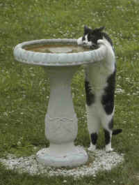 Positive At Bird Bath.jpg (75286 bytes)
