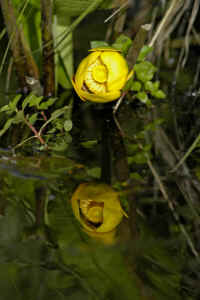 Bull Lily.jpg (149835 bytes)