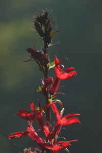 Lobelia Cardinalis.jpg (409928 bytes)