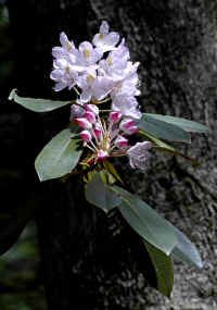Rhodedendron.jpg (486105 bytes)