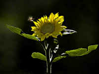 Sunflower And Insect.jpg (169305 bytes)