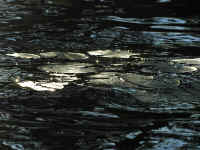Sunlit Lily Pads.jpg (735673 bytes)