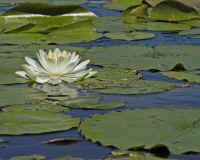 Water Lily 1.jpg (118927 bytes)
