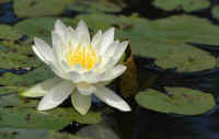 Water Lily.jpg (89170 bytes)