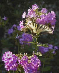 Eastern Tiger Swallowtail.jpg (246278 bytes)