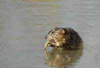 Muskrat.jpg (120323 bytes)