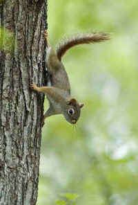 Red Squirrel Going Down Tree.jpg (209525 bytes)