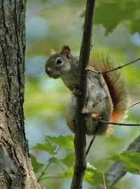 Red Squirrel On Upright Branch.jpg (202794 bytes)