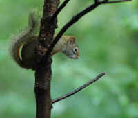 Red Squirrel.jpg (68111 bytes)