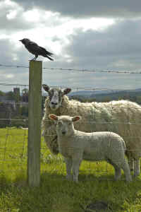 Sheep And Jackdaw.jpg (285228 bytes)