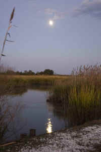 Money Island Moonlight.jpg (155018 bytes)