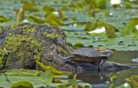 Turtle On A Different Stump.jpg (287016 bytes)