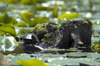 Turtle On Stump.jpg (283358 bytes)