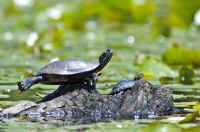Turtle Stretching.jpg (175678 bytes)