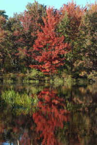 Autumn Tree.jpg (617999 bytes)